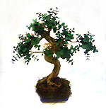 Reproducción de bonsai con materiales naturales preservados. Producto único - Diseño exclusivo. Ideal decoraciones de tocador, counters de oficinas o bibliotecas.